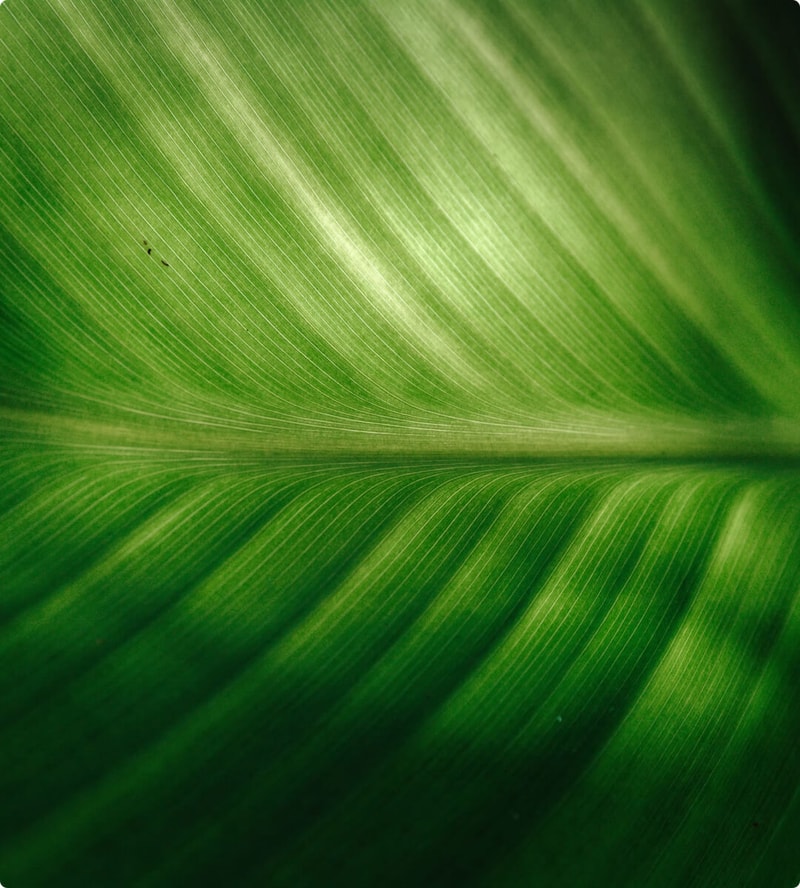 Close-up of a vibrant green leaf showing parallel light veining and a central midrib, with varying green tones and soft shadows along the folds.