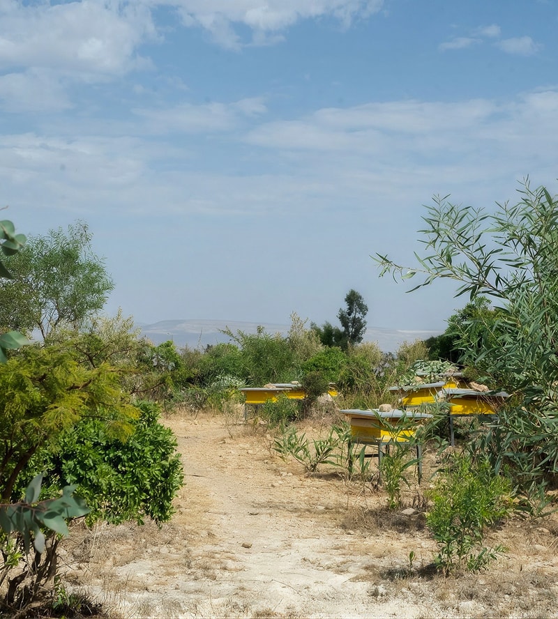 Bees hive boxes perched among dry desert vegetation with a dirt path, olive trees, and a distant horizon under a blue sky with scattered clouds.