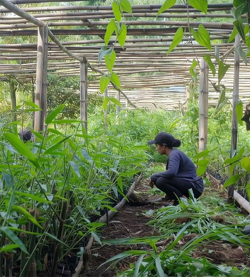 A person crouches inside a bamboo-framed garden structure, tending tall green plants with vines climbing overhead and shaded by layered bamboo beams.