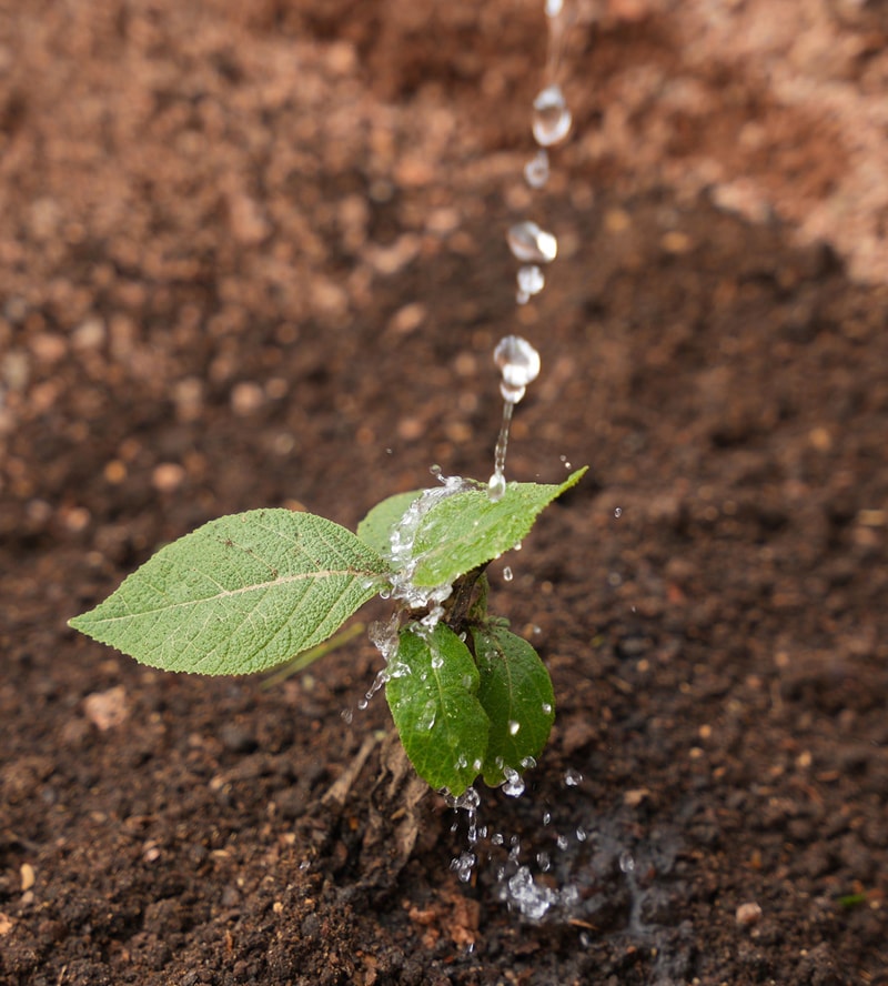 Water splashes over a small green seedling with textured leaves, spraying droplets onto the soil as the stem rises from damp earth.