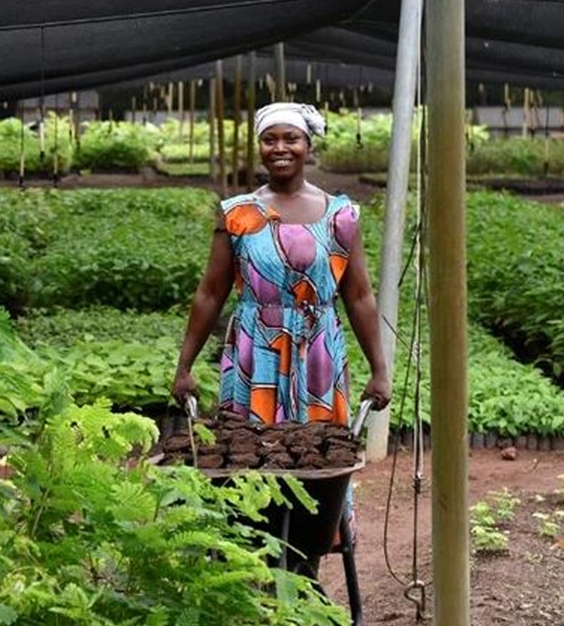 A smiling person in a colorful patterned dress and head wrap pushes a wheelbarrow filled with soil or produce through a lush greenhouse or garden.