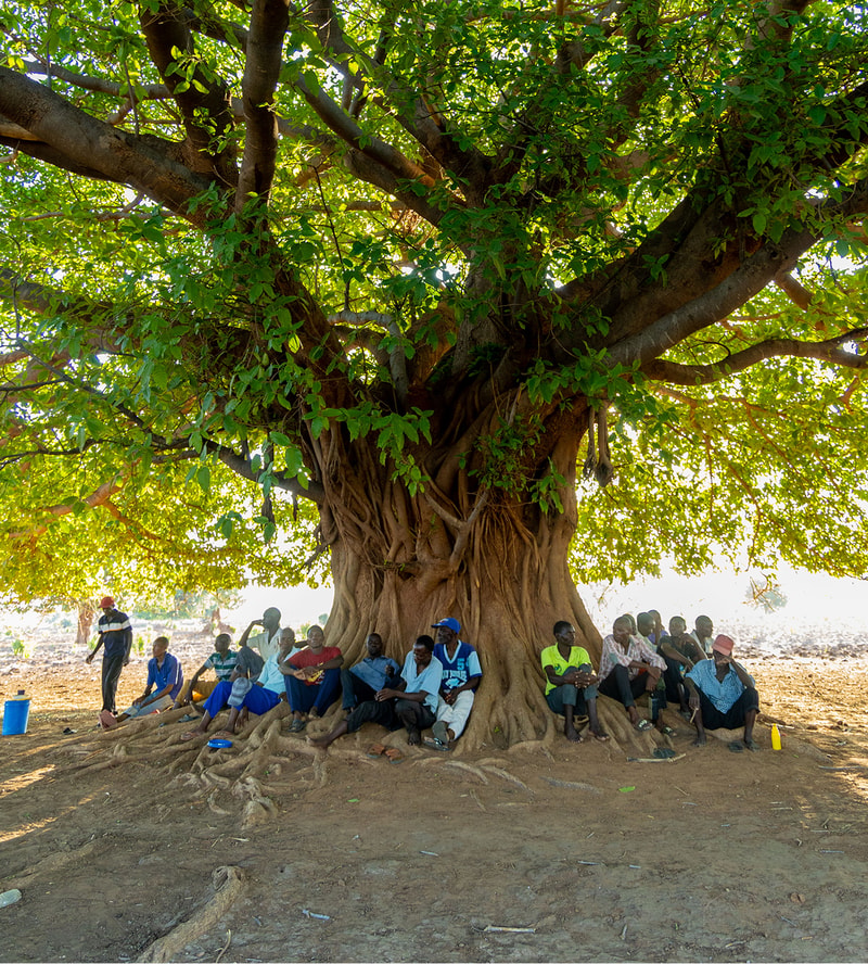 A large tree with a thick trunk and sprawling roots hosts a group of people sitting along the base, shaded by dense green leaves on a sunny day.