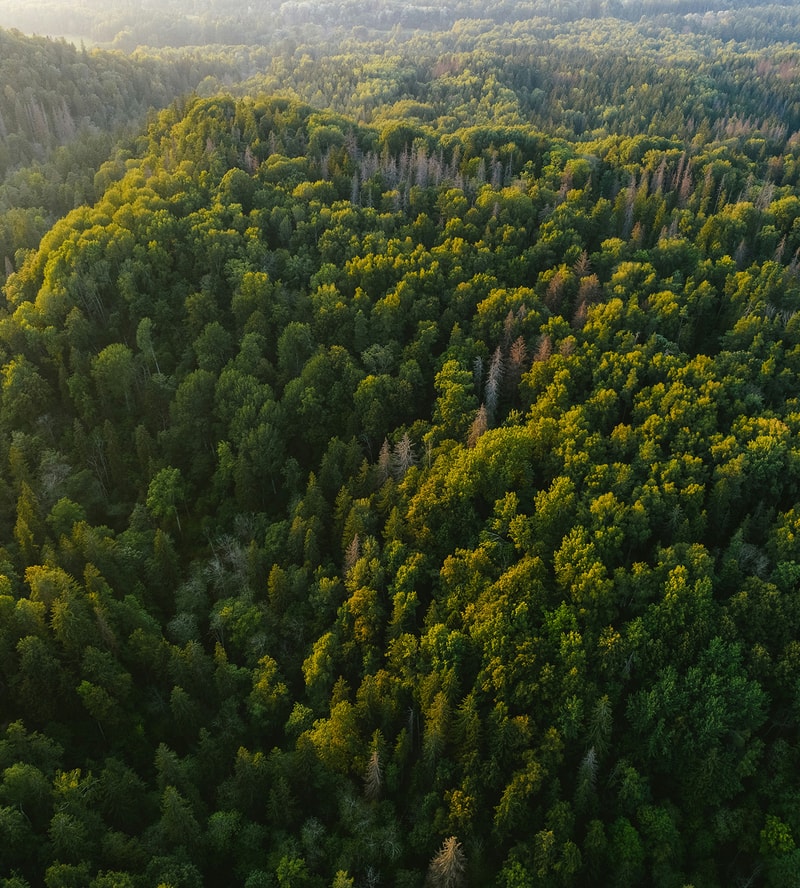Aerial view of a dense forest with a mix of green and yellow-tinged treetops, extending to the horizon with sunlit canopy and darker shaded areas.