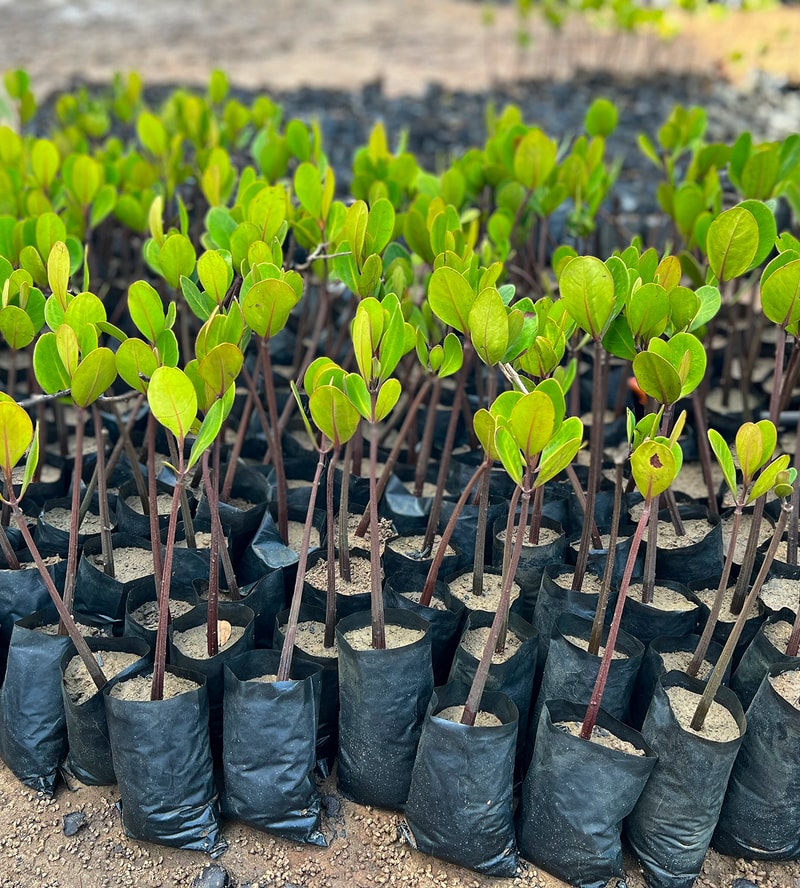 Rows of young green-leafed saplings in black nursery bags planted in sandy soil, with slender reddish stems and bright oval leaves.