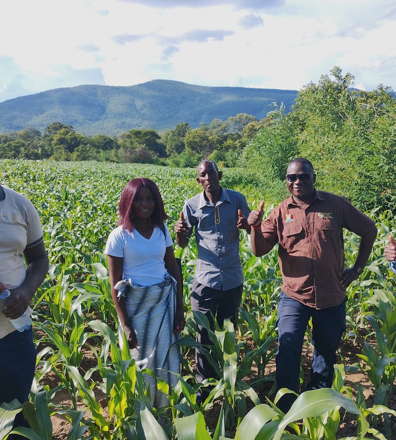 A group of four people stands in a cornfield with green hills and mountains in the background, smiling and giving thumbs up on a sunny day.