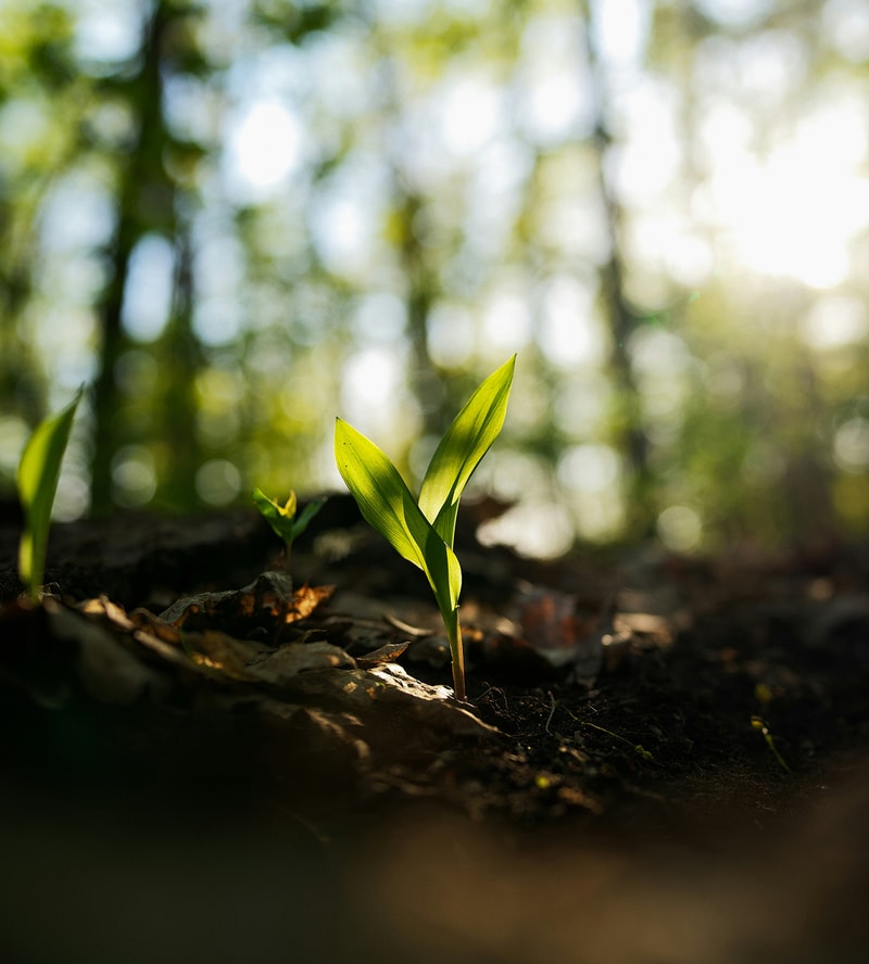 A small green seedling with two pointed leaves emerges from dark soil on the forest floor, sunlight filtering through a blurred woodland background.