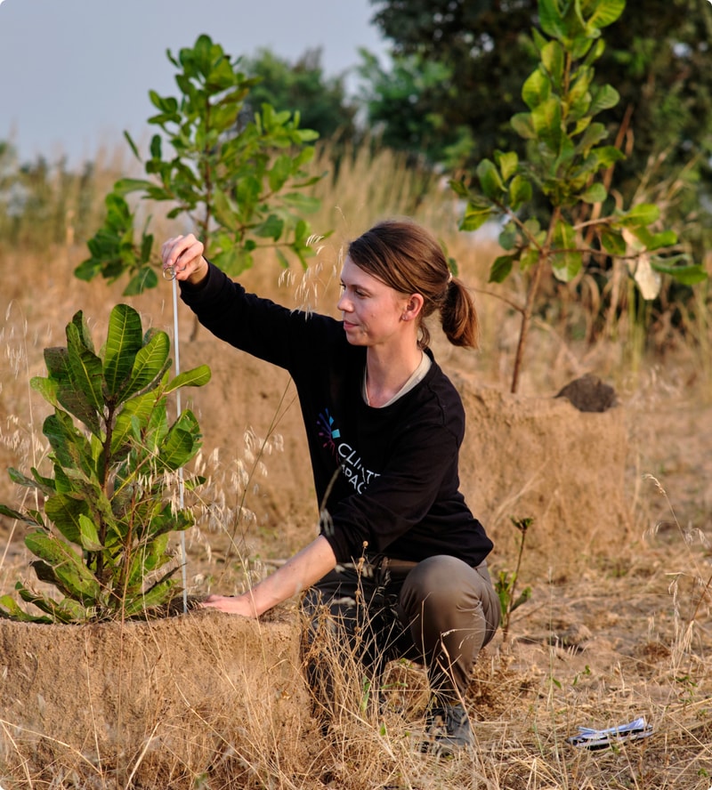A person kneels in a dry field, examining a small leafy shrub while using a tool to measure or stake it; tall grasses and other plants surround them.