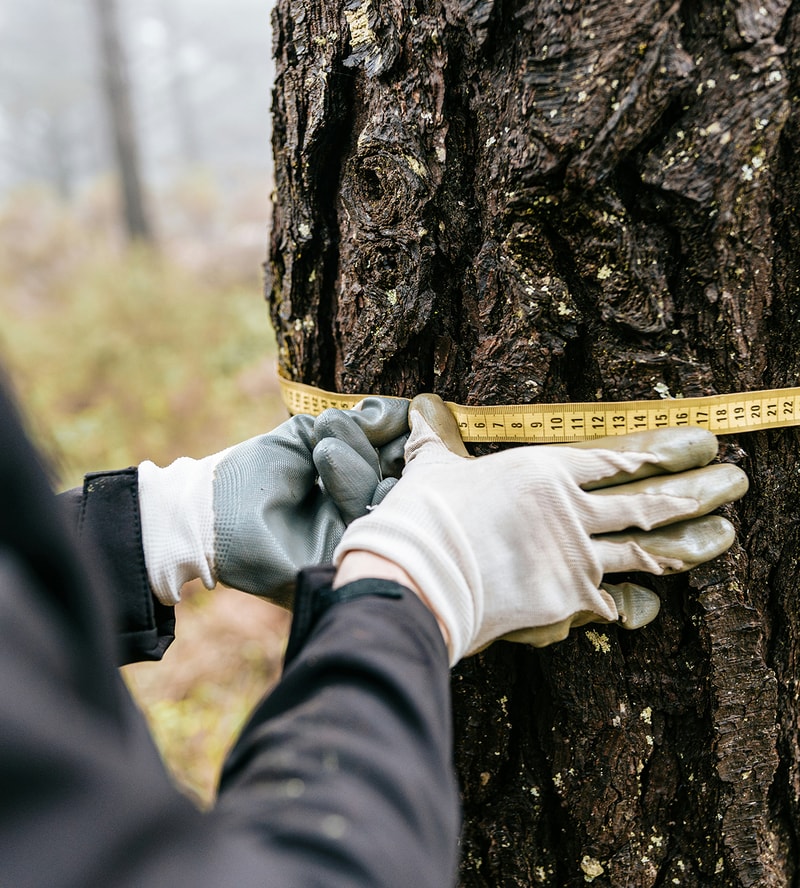 Hands wearing gloves measure a tree trunk with a yellow tape measure, showing numbers around 10–15, in an outdoor forest setting.