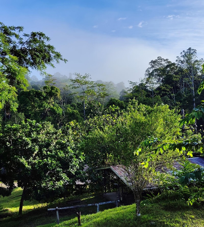 Lush green hillside with dense trees, a misty forest in the distance, and a simple wooden shelter with a corrugated metal roof at the foreground.