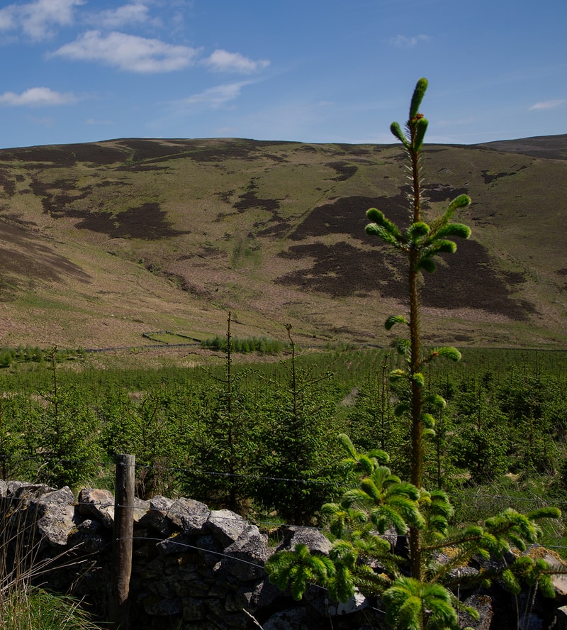 A lone evergreen sapling with soft, needle-like branches stands near a stone wall and barbed wire, with rolling brown and green hills under a blue sky.