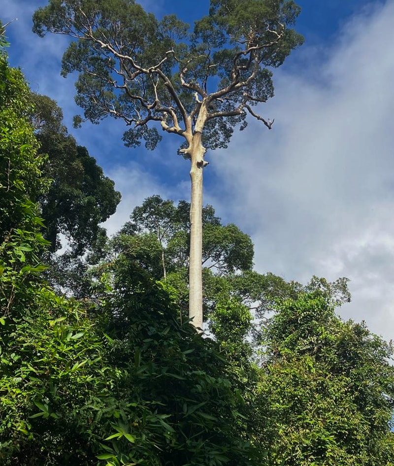 Tall bare-trunk tree with twisting branches reaching into a blue sky, surrounded by dense green foliage and jungle undergrowth.