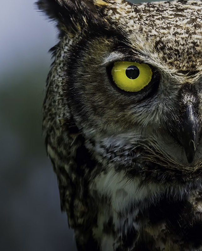 close-up of an owl's face focusing on its bright yellow eye, speckled brown feathers, and sharp beak, with a dark, blurred background.