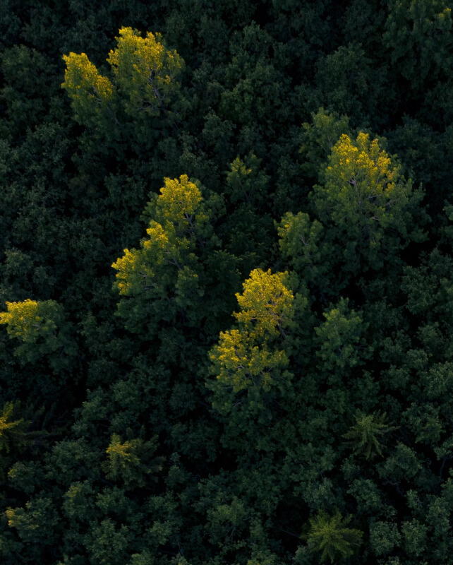 Aerial view of a dense forest with dark green canopy and scattered bright yellow-green treetops catching sunlight.