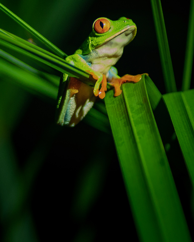 A bright green tree frog with orange eyes and orange toes sits on a blade of tall green grass, dark background, close-up view showing its front legs gripping the leaf.