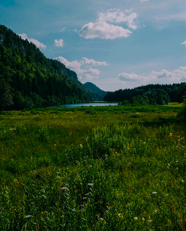 Scenic meadow with tall green grasses and wildflowers extends toward a calm lake flanked by forested hills under a bright blue sky with scattered clouds.