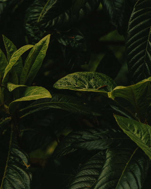 Lush dark green leaves with prominent veins, subtle yellow-green highlights, and deep shadows creating a rich, tropical foliage close-up.