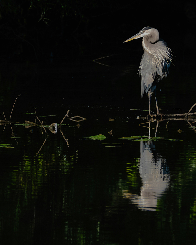 Great blue heron stands on a small branch in dark water, light catching its pale plumage and long yellow beak, with a reflected silhouette in the calm surface.