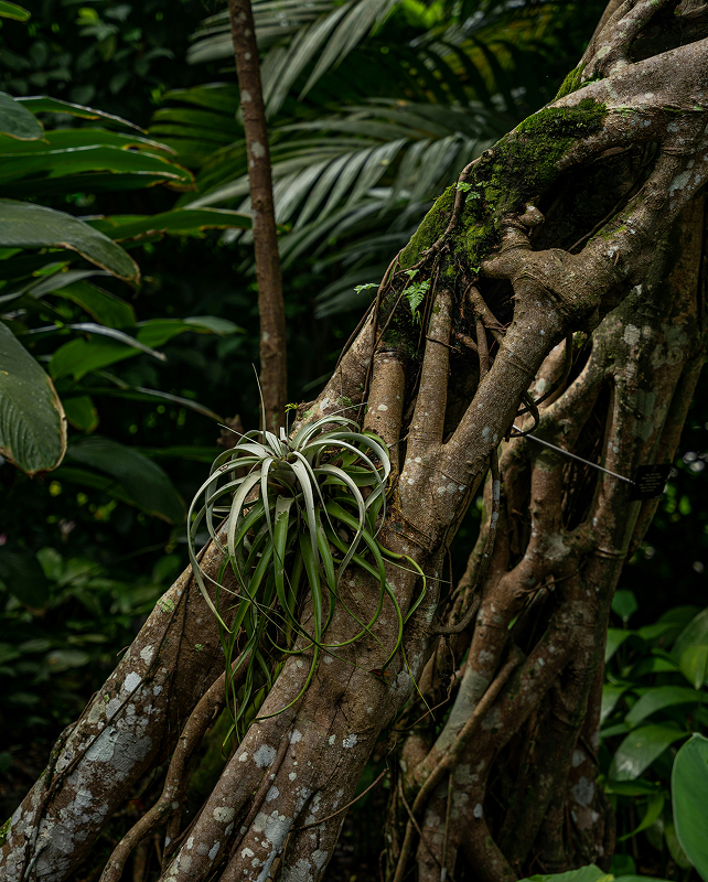 Tangled tree trunk with moss, thick twisting roots, and a hanging air plant; lush tropical foliage in the background.