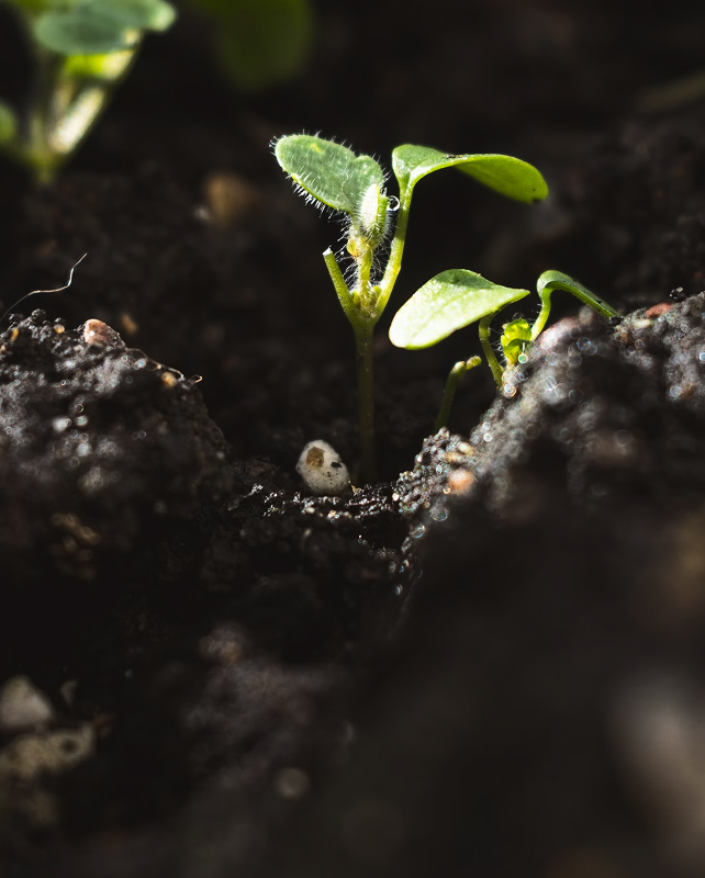 Small green seedling emerging from dark soil, tiny hairy leaves reaching upward with a couple of broader leaves unfurling, earth and tiny white specks surrounding.