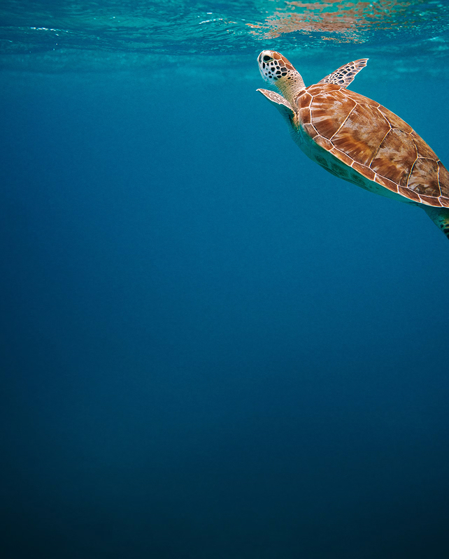 Sea turtle swimming near the ocean surface, brown patterned shell and flippers visible as the turquoise water fades to deep blue below.